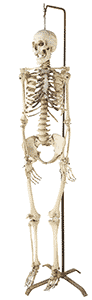 Skeleton from India